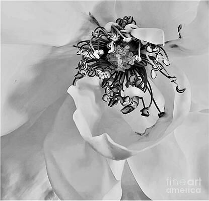 Sepal Central #1 by Tracey Lee Cassin Sepal Central #1 by Tracey Lee Cassin