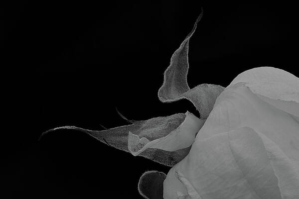 Falling petals of a black rose on a white background on Craiyon