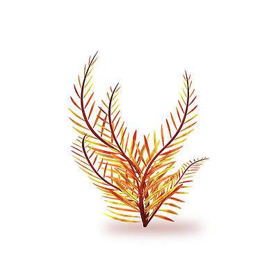 Wall Art - Drawing - Sequoia branches by Cesar Torres