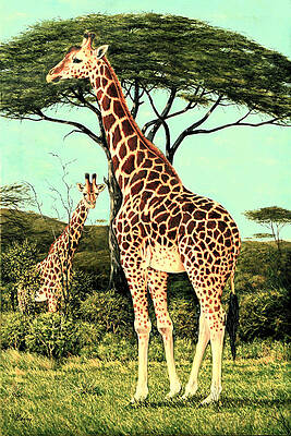 Serengeti Giraffes by Charles Berry Serengeti Giraffes by Charles Berry