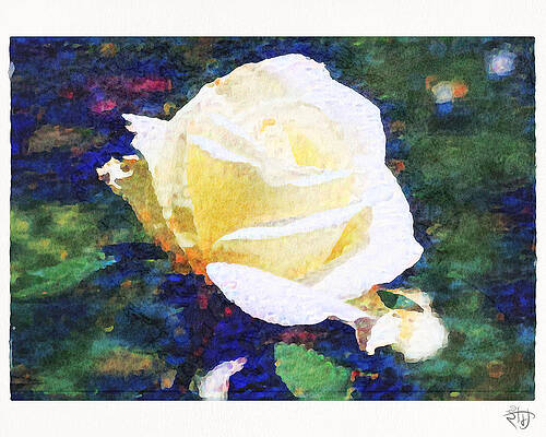 Set 2 - Floral Study 1 by Red Ram Set 2 - Floral Study 1 by Red Ram