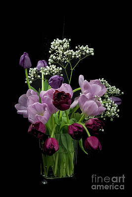 Shades of Purple by Louise Magno Shades of Purple by Louise Magno