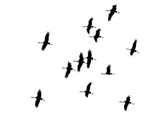 Shadows against the sky. Eurasian crane transparent by Jouko Lehto Shadows against the sky. Eurasian crane transparent by Jouko Lehto