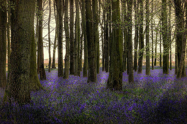 Shadows in the Bluebells by Jim Key Shadows in the Bluebells by Jim Key