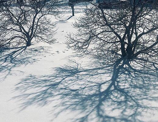 Shadows in the Snow 2 by Barry Jones Shadows in the Snow 2 by Barry Jones