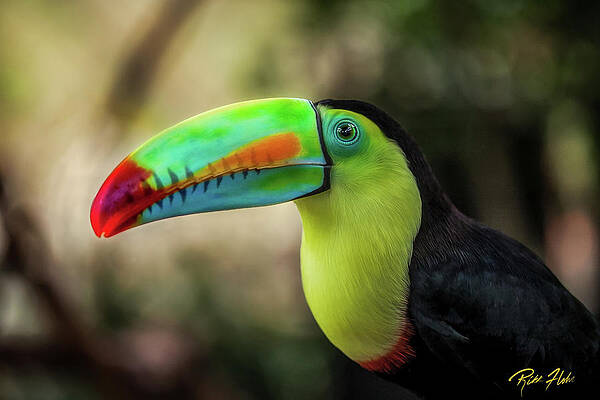 Shadows Toucan by Rikk Flohr Shadows Toucan by Rikk Flohr