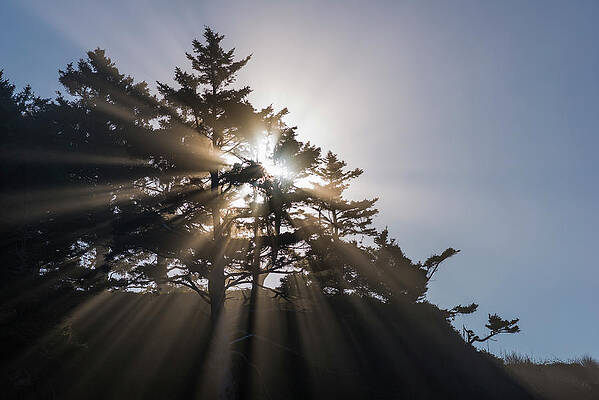 Shafts of Sunlight in the Forest by Robert Potts Shafts of Sunlight in the Forest by Robert Potts