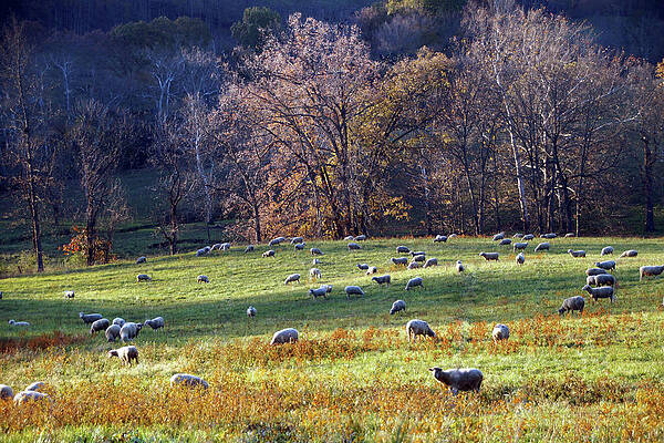 Wall Art - Photograph - Sheep in a Field by Mike Murdock