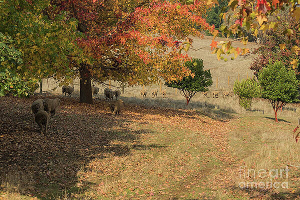 Sheep on the Move by Elaine Teague Sheep on the Move by Elaine Teague