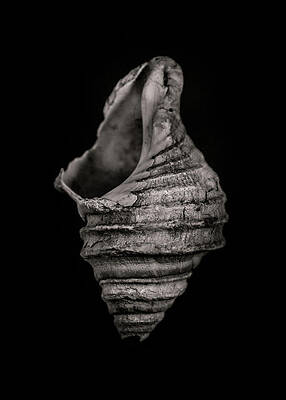 Wall Art - Photograph - Shells No 6 by Brian Carson