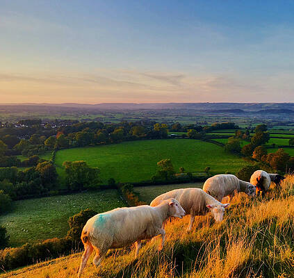 Sheps of the Tor by Josh Wagner Sheps of the Tor by Josh Wagner