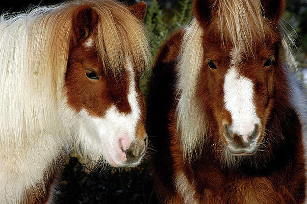 Amerikanisches Shetty pulverbeschichtet Wandbild Shettland-Pony auch in rostig 