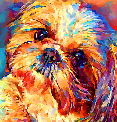 Shih Tzu 7 by Chris Butler Shih Tzu 7 by Chris Butler