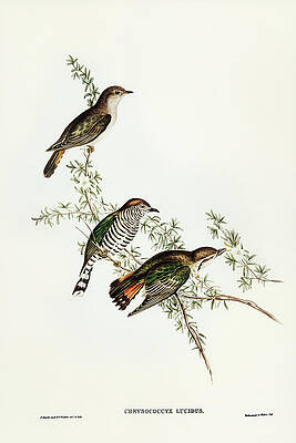 Wall Art - Drawing - Shining Cuckoo, Chrysococcyx lucidus by John Gould