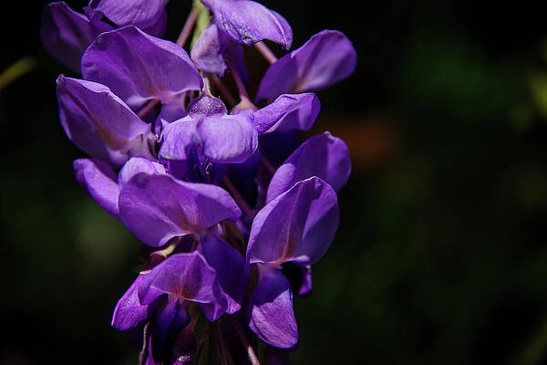 Shining Wisteria by Jeromy Gorman