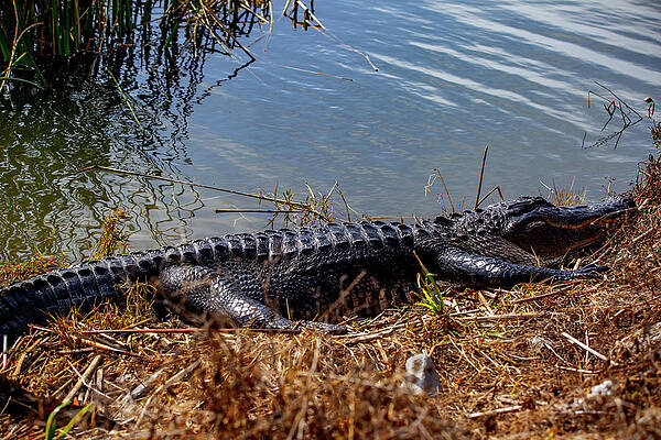 Shore-side Gator by Kevin Banker Shore-side Gator by Kevin Banker