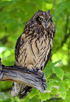 Short-eared Owl #14 by Shirley Dutchkowski Short-eared Owl #14 by Shirley Dutchkowski