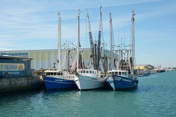 Shrimp Trawlers at Port Canaveral by Bradford Martin Shrimp Trawlers at Port Canaveral by Bradford Martin