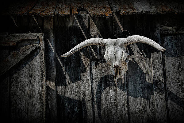 400 Boho Cow Skull Stock Photos Pictures  RoyaltyFree Images  iStock