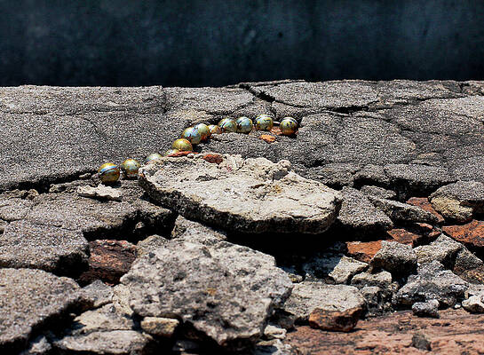 Signs of Life by Charles Christopher Signs of Life by Charles Christopher