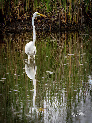 Silent Watcher by Rick Stringer Silent Watcher by Rick Stringer