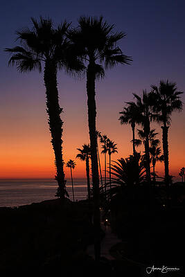 Silhouette Palms by Aaron Burrows Silhouette Palms by Aaron Burrows