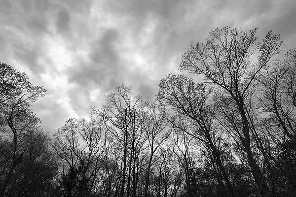 Silhouetted Trees IV BW by David Gordon Silhouetted Trees IV BW by David Gordon