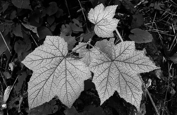 Silver leaves with fractal patterns by Dan Olmstead
