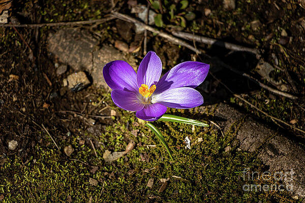 Simple Beauty by Elizabeth Dow Simple Beauty by Elizabeth Dow