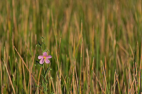 Wall Art - Photograph - Single Flower Among Wetland Grasses by Charles Floyd