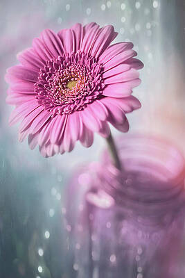 Wall Art - Photograph - Single Pink Gerbera Daisy and Mason Jar  by Carol Japp
