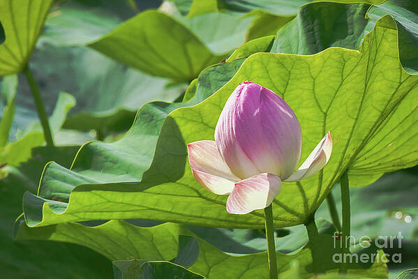 Single Pink Lotus by Lorraine Cosgrove Single Pink Lotus by Lorraine Cosgrove