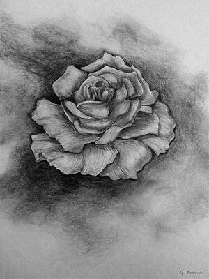 Single Rose Drawings Fine Art America