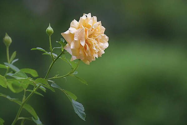Single Yellow Rose in Full Bloom by Fon Denton Single Yellow Rose in Full Bloom by Fon Denton