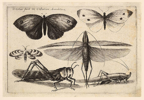 Six insects Print by Wenceslaus Hollar