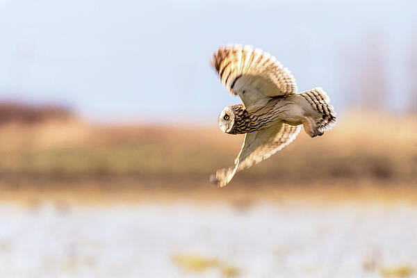 Wall Art - Digital Art - Skagit short-eared owl is in hunting by Michael Lee