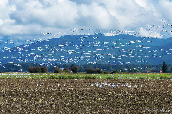 Skagit Valley Snow Geese #7 by Michael Lowell Skagit Valley Snow Geese #7 by Michael Lowell