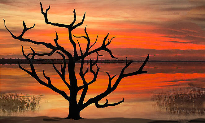 Skeleton Trees of Graveyard Beach 04 by Jim Dollar Skeleton Trees of Graveyard Beach 04 by Jim Dollar