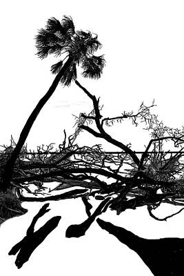 Skeleton Trees of Hunting Island 05/09/2014 03 by Jim Dollar Skeleton Trees of Hunting Island 05/09/2014 03 by Jim Dollar