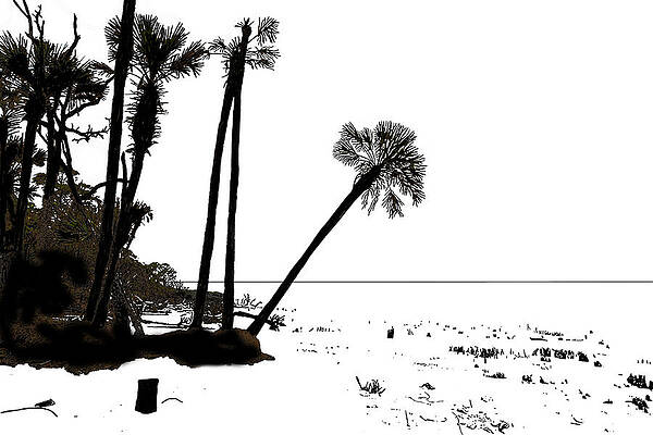 Skeleton Trees of Hunting Island 05/2014 18 by Jim Dollar Skeleton Trees of Hunting Island 05/2014 18 by Jim Dollar
