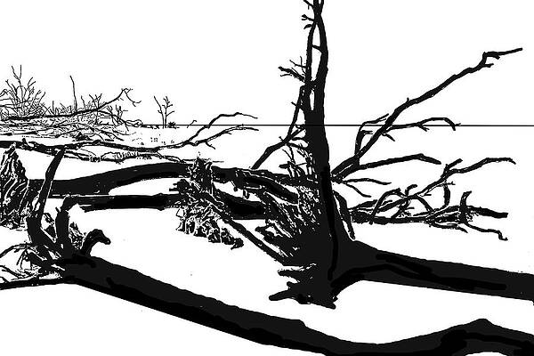 Skeleton Trees of Hunting Island 12/06/2014 06 by Jim Dollar Skeleton Trees of Hunting Island 12/06/2014 06 by Jim Dollar