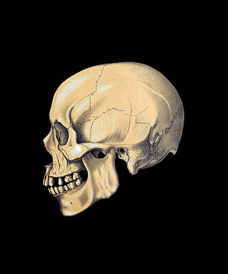 Wall Art - Painting - Skull by Master Style