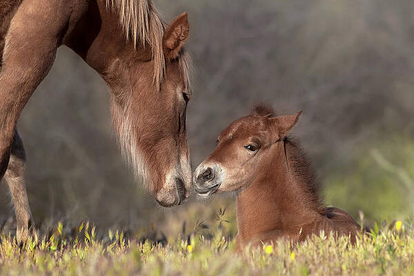 Wall Art - Photograph - Sleepy Filly. by Paul Martin