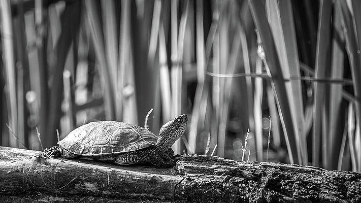 slider turtle on log by Mike Fusaro slider turtle on log by Mike Fusaro
