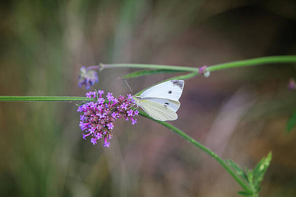 Small White, or Cabbage White Butterfly by Fon Denton Small White, or Cabbage White Butterfly by Fon Denton