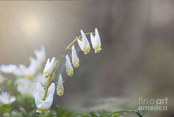 Wall Art - Photograph - Smoky Mountains Wildflower Dutchman Breeches by Theresa D Williams Smoky Mountains
