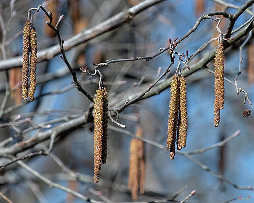 Smooth Alder Catkins DFL1099 by Gerry Gantt Smooth Alder Catkins DFL1099 by Gerry Gantt