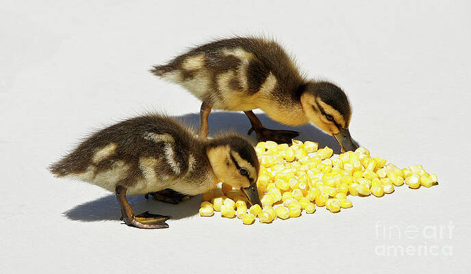 Snack Time for Baby Ducks by Michele Burgess Snack Time for Baby Ducks by Michele Burgess