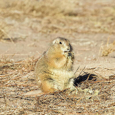 Snacking Prairie Dog by Shirley Dutchkowski Snacking Prairie Dog by Shirley Dutchkowski