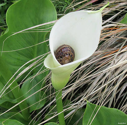 Wall Art - Photograph - Snail in a Calle Lily by Roberta Byram